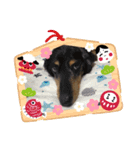 癒し猫犬たち（個別スタンプ：16）