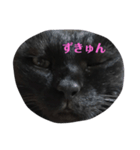 切り抜かれたくろねこ（個別スタンプ：1）