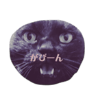 切り抜かれたくろねこ（個別スタンプ：6）
