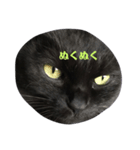 切り抜かれたくろねこ（個別スタンプ：7）