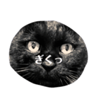 切り抜かれたくろねこ（個別スタンプ：8）