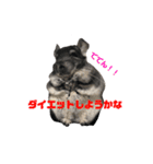 チンチラの茶々丸大吉1（個別スタンプ：20）