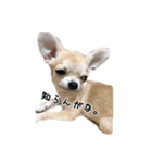 むぎまめ。（個別スタンプ：15）
