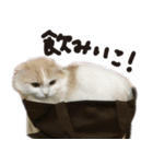 寅と豆。（個別スタンプ：4）
