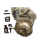 寅と豆。（個別スタンプ：7）