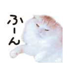 寅と豆。（個別スタンプ：8）