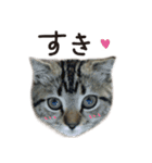 寅と豆。（個別スタンプ：14）