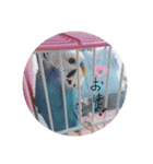 【ひらりスタンプ】（個別スタンプ：1）
