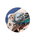 【ひらりスタンプ】（個別スタンプ：4）