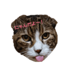 うちのこ(猫)スタンプ（個別スタンプ：1）