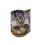 うちのこ(猫)スタンプ（個別スタンプ：2）