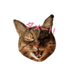 うちのこ(猫)スタンプ（個別スタンプ：6）