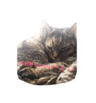 うちのこ(猫)スタンプ（個別スタンプ：8）