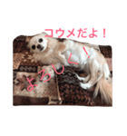 いろんな感情チワワ（個別スタンプ：1）