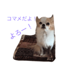 いろんな感情チワワ（個別スタンプ：2）