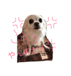 いろんな感情チワワ（個別スタンプ：8）
