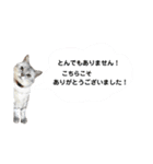 みいちゃんのねこ4.（個別スタンプ：9）