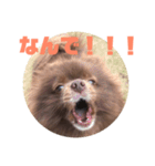 マーフの毎日2（個別スタンプ：17）