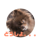 マーフの毎日2（個別スタンプ：19）