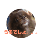 マーフの毎日2（個別スタンプ：21）