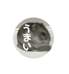 直球会話 ハムスター（個別スタンプ：1）