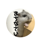 直球会話 ハムスター（個別スタンプ：2）