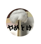 直球会話 ハムスター（個別スタンプ：3）