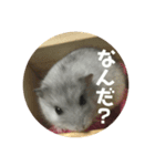 直球会話 ハムスター（個別スタンプ：5）