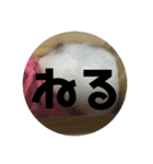 直球会話 ハムスター（個別スタンプ：6）