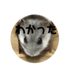 直球会話 ハムスター（個別スタンプ：7）