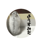直球会話 ハムスター（個別スタンプ：9）