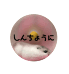 直球会話 ハムスター（個別スタンプ：10）