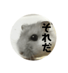 直球会話 ハムスター（個別スタンプ：11）