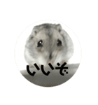 直球会話 ハムスター（個別スタンプ：12）
