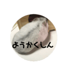 直球会話 ハムスター（個別スタンプ：13）