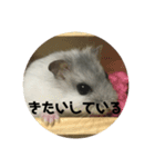 直球会話 ハムスター（個別スタンプ：15）
