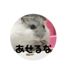 直球会話 ハムスター（個別スタンプ：16）