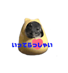 チンチラの茶々丸大吉2（個別スタンプ：5）