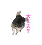 チンチラの茶々丸大吉2（個別スタンプ：9）