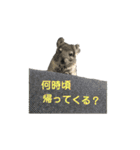 チンチラの茶々丸大吉2（個別スタンプ：21）