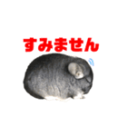 チンチラの茶々丸大吉2（個別スタンプ：29）