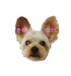 ヨーキーチップのあいさつ（個別スタンプ：6）