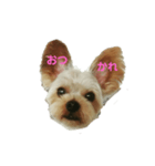 ヨーキーチップのあいさつ（個別スタンプ：9）