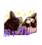 サラベイビー スタンプ（個別スタンプ：5）