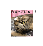 うめたんのあいさつにゃ！2（個別スタンプ：2）