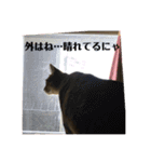 うめたんのあいさつにゃ！2（個別スタンプ：4）