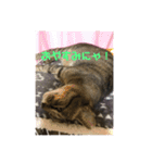 うめたんのあいさつにゃ！2（個別スタンプ：6）