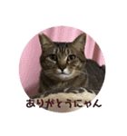 うめたんのあいさつにゃ！2（個別スタンプ：8）