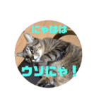 うめたんのあいさつにゃ！2（個別スタンプ：10）