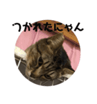 うめたんのあいさつにゃ！2（個別スタンプ：11）
